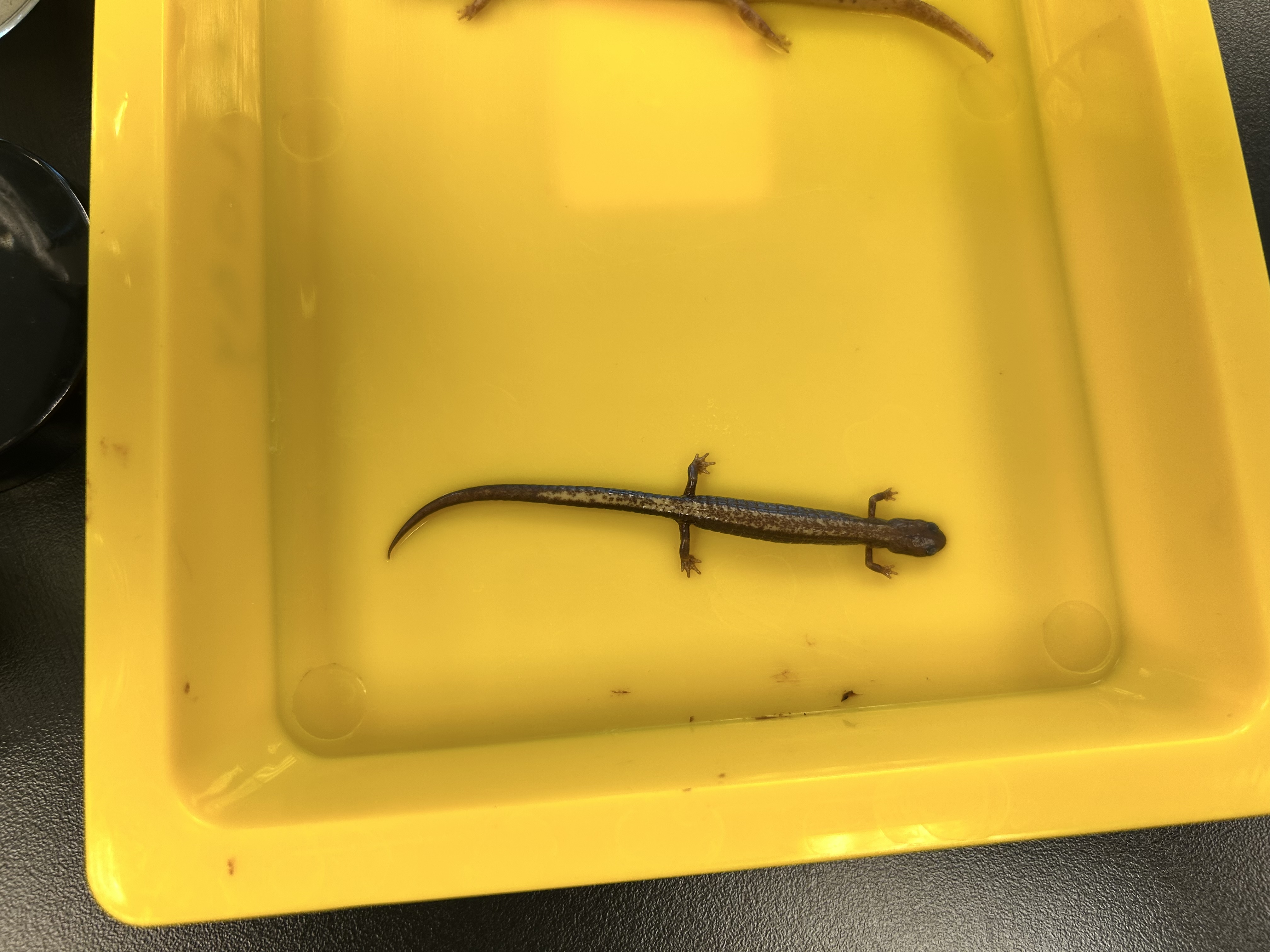 <p>-red backed salamander</p><p>-reddish dorsal stripe, heavily mottles black and white belly</p><p>-terrestrial</p><p>-eggs laid underground</p><p>-female agro, no larval stage</p>