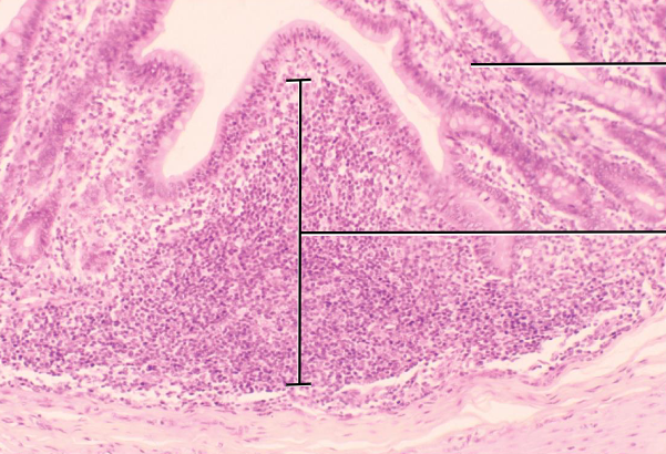 knowt flashcard image