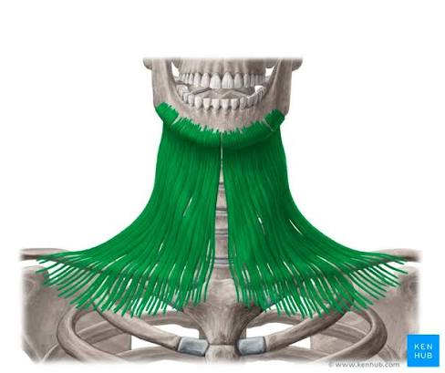 <p>What is the muscle highlighted in green</p>