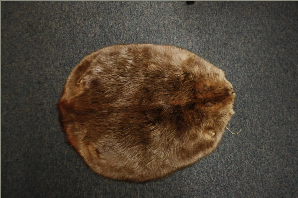 <p>Identify this fur</p>
