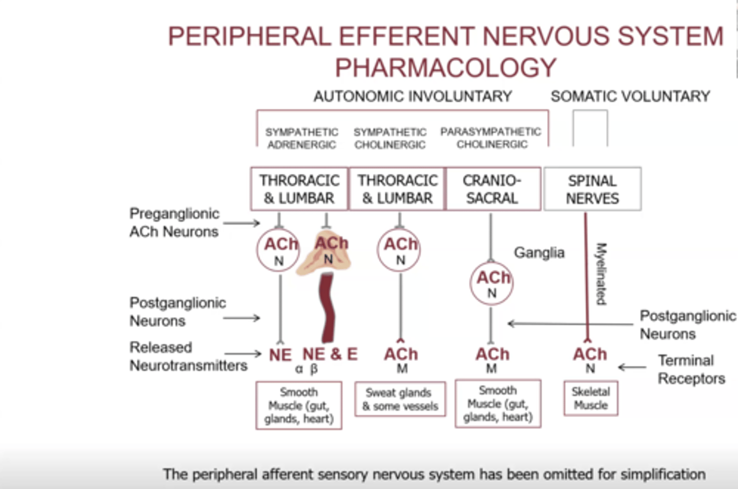 <p>- preganglionic neurotransmitter is always acetylcholine</p><p>- second column: adrenal medulla releases both norepinephrine and epinephrine</p><p>- all preganglionic receptors are nicotinic</p><p>- post ganglionic a variety of receptors, nicotinic not usually involved postganglionically</p>