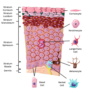 <p>Langerhans cells</p><ul><li><p>located in stratum spinosum</p></li></ul><p></p>