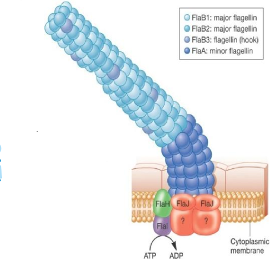 <p>archaeal flagella</p>