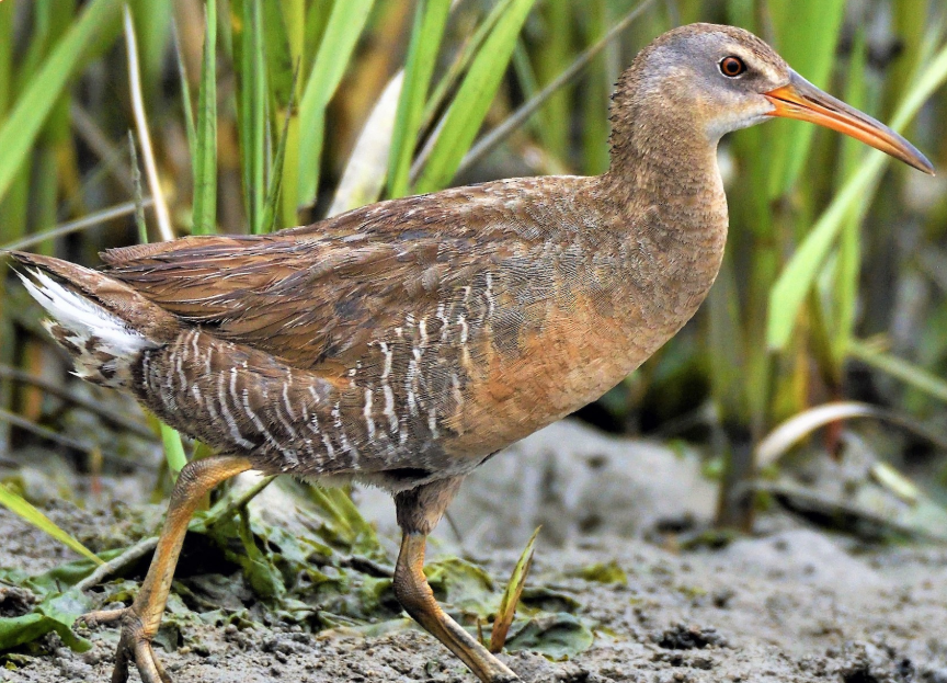 <p>What bird is this? </p>