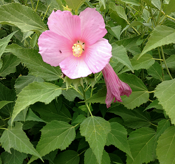 <p>large flower</p><p>sword shaped leaves</p><p>serrated and minutely lobed</p><p>woody stems </p><p>5 petals</p><p>perfect flower</p><p>dried seed pods</p>