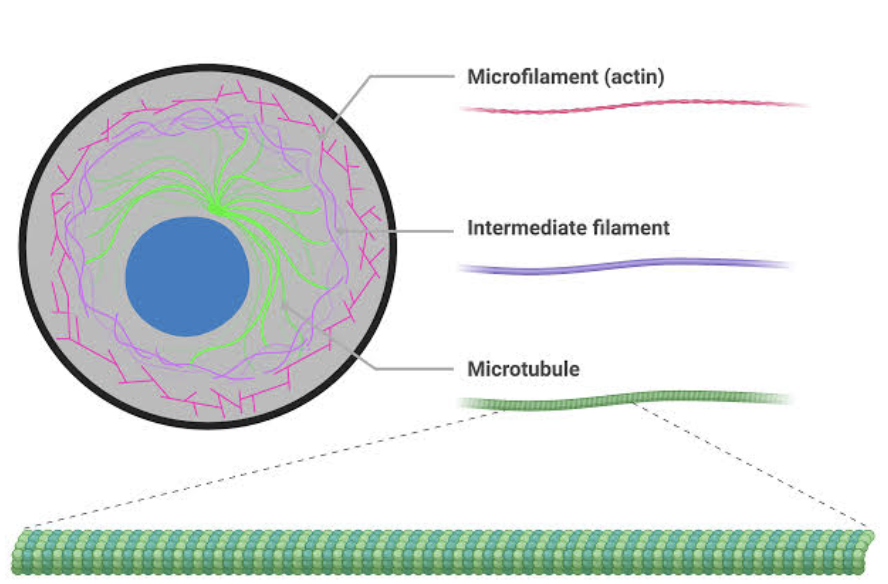 <p><span style="background-color: transparent;">A network of protein fibers that gives the cell shape, support, organization, and movement</span></p><ul><li><p><span style="background-color: transparent;">3 Main Protein Fibers: Microfilaments, Microtubules, Intermediate Filaments</span></p></li></ul><p></p>