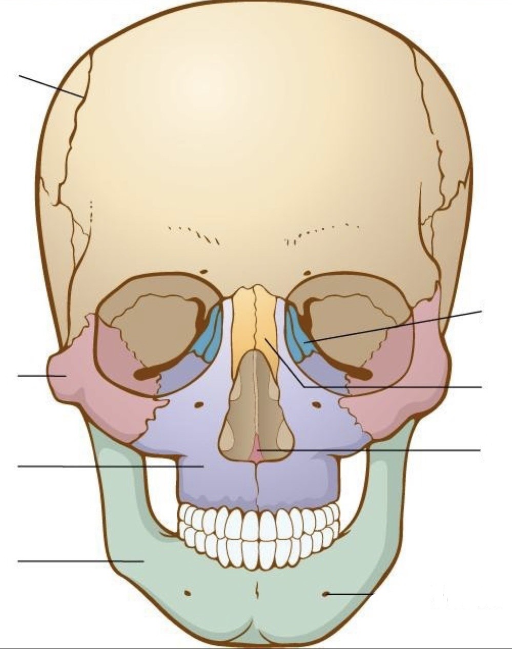 <p>facial bones / fill in</p>
