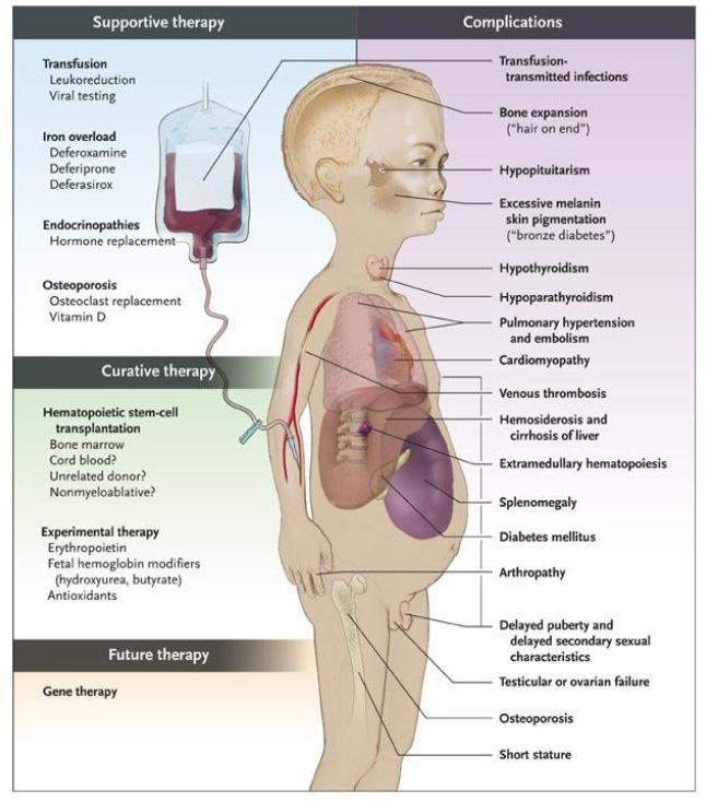 <p>Thalassaemia Diagram</p>