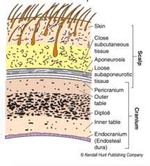 <p>scalp proper</p>