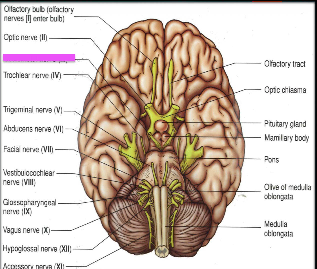 knowt flashcard image