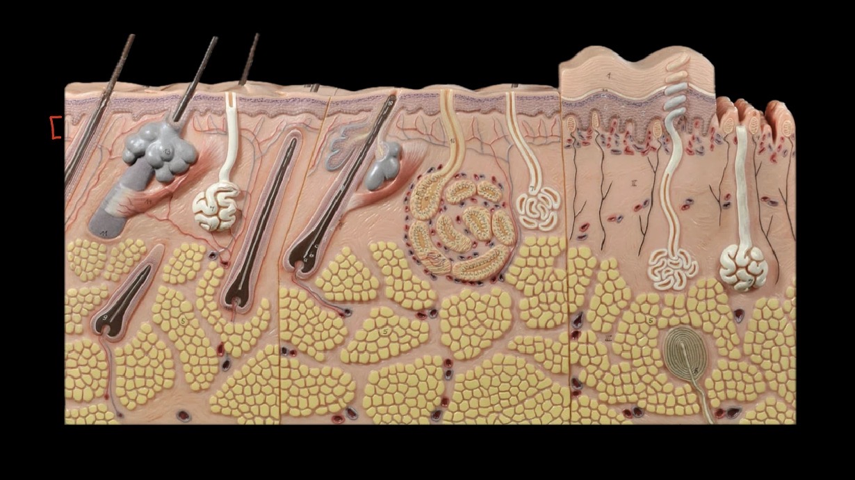 <p>What layer is this?</p>