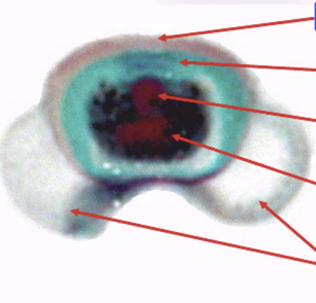 <p>Label the structures of a pollen grain / microgametophyte at its 4-celled stage.</p>