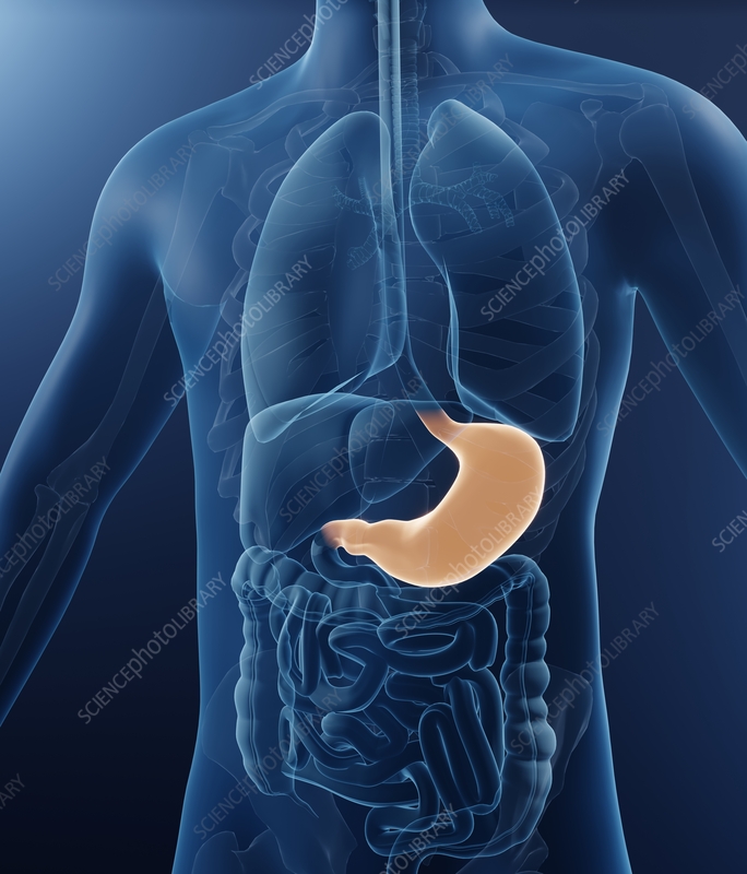 <p>stomach</p><p>(My stomach is upset after that meal.)</p>