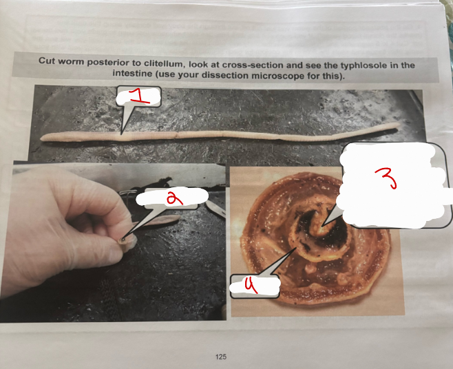 <p>Earthworm Cut</p>