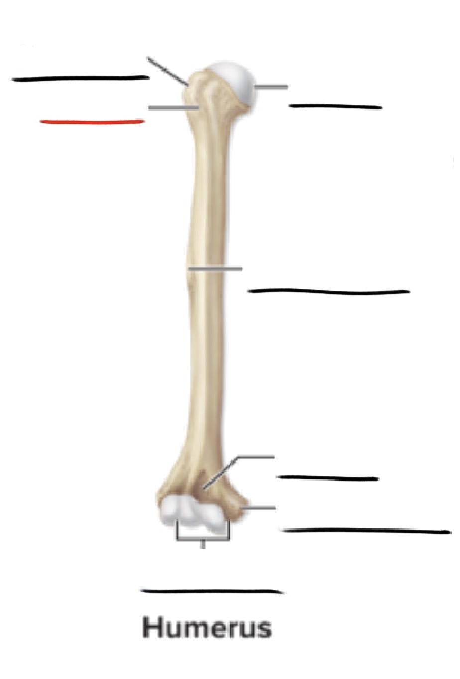 <p><strong>Anatomic Term</strong></p><p>Description</p><p>(General Structure)</p>
