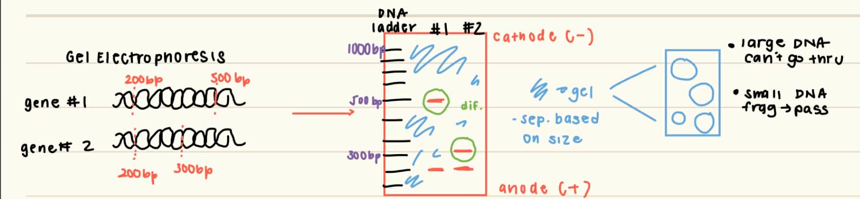 <ul><li><p>separated through gel electrophoresis, which separates based on size</p><ul><li><p>in agarose or polyacrylamide gels bc it <strong>forms solid porous gels, so only small frags can pass through</strong></p></li><li><p>visualized by staining with DNA-binding dye like ethidium bromide</p></li></ul></li></ul><p></p>