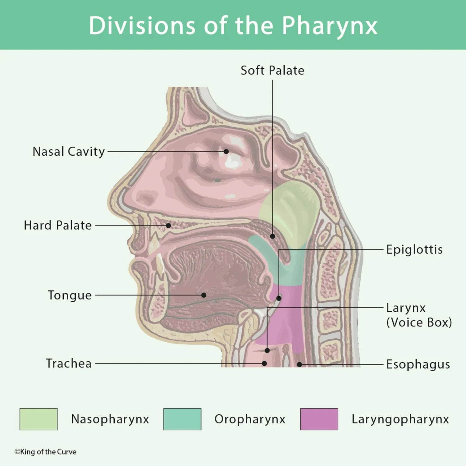 <p>what does the laryngopharynx open into? </p>