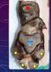 <p>In red</p><p>The small pad that protrudes palmar to the carpus</p>