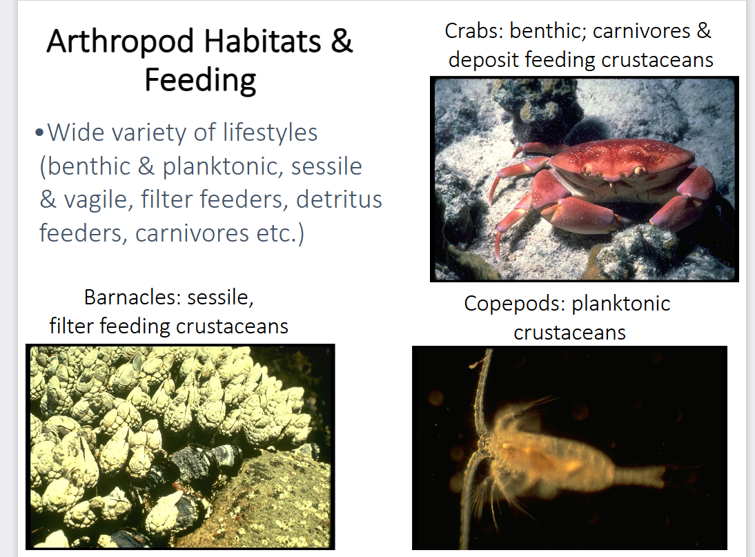 <p>-wide variety of lifestyles → benthic and planktonic, sessile and vagile</p><p>-filter feeders, detritus feeders, carnivores, etc…</p>