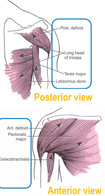 <ul><li><p>deltoid (anterior, posterior)</p></li><li><p>triceps (long head)</p></li><li><p>teres major</p></li><li><p>latissimus dorsi</p></li><li><p>pectoralis major</p></li><li><p>coracobrachialis</p></li></ul><p></p>