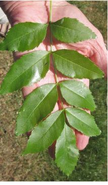 <p>pinnate</p>