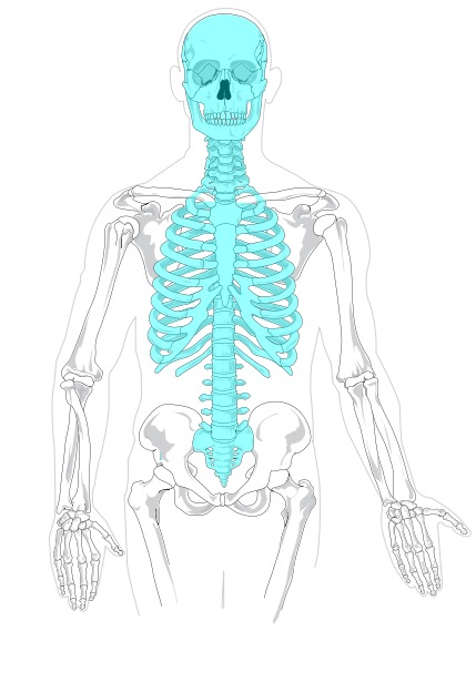 <p>Axial division</p>