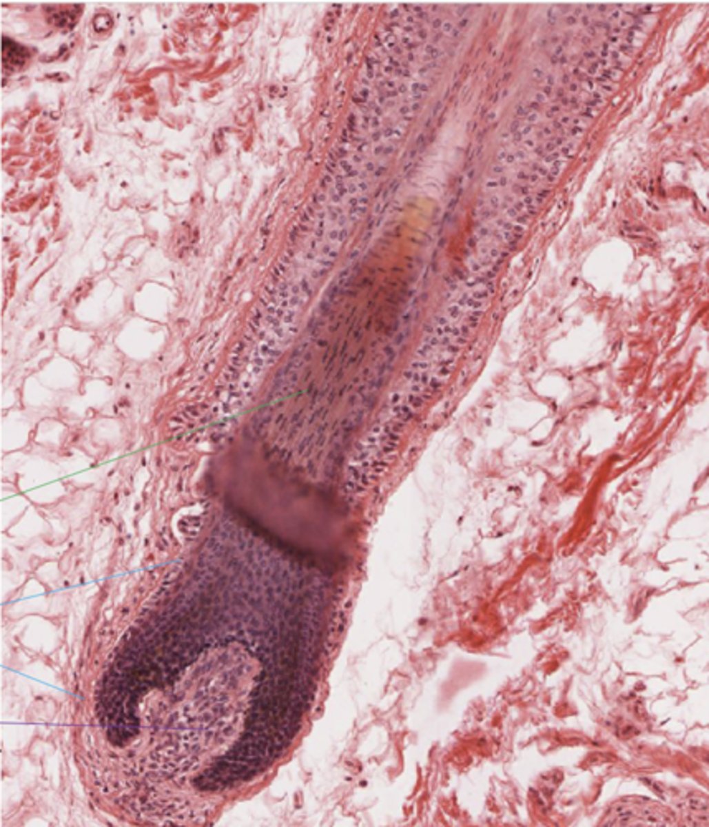 <p>Identify the structure (Blue line)</p>