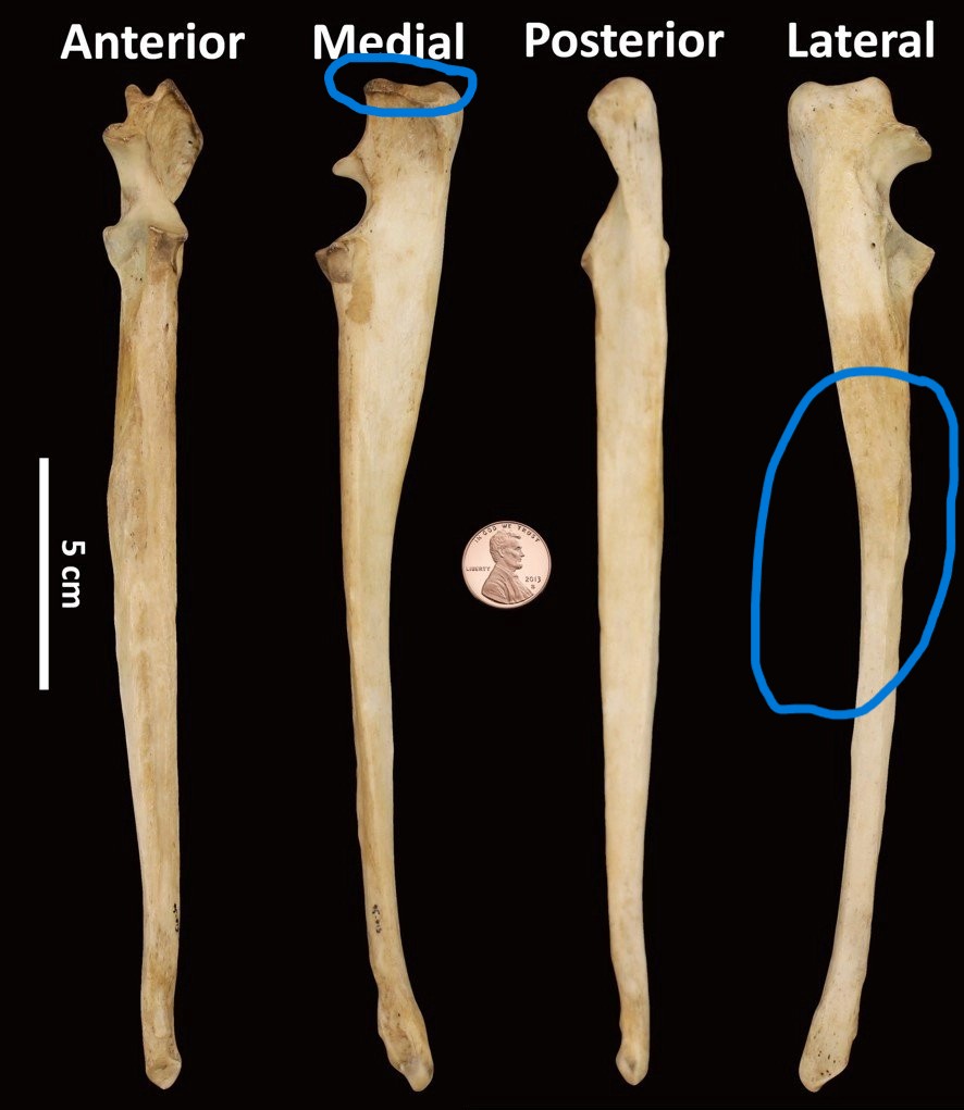 <ul><li><p>short, bifurcated olecranon</p></li><li><p>thick, rounded-triangular shaft</p></li></ul><p></p><p>dog ulna </p><p></p>