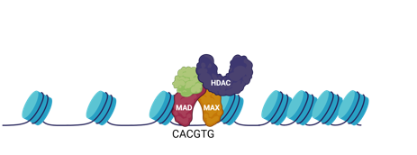 <p>what is a repressor of pro-growth genes </p>