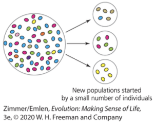 <p>are caused by a small number of individuals founding a new population. Random differences in allele frequencies occur when a small colony splits from a large population.</p>