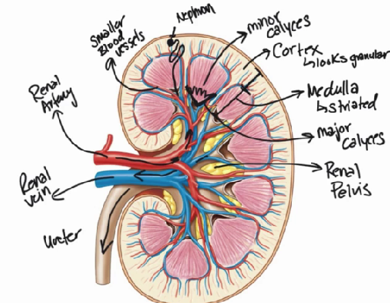 <ul><li><p><u>renal vein </u>→ blood sent back to body to be used</p></li><li><p><u>renal artery</u> → brings in blood & flow thru <u>smaller blood vessels </u>to cortex</p></li><li><p><u>cortex </u>→ outer layer, granular b/c of nephron </p></li><li><p><u>medulla </u>→ inner layer, straited b/c of nephron</p></li><li><p><u>nephron </u>→ structures filter blood, make urine, collected in minor calyces & collected to <u>rental pelvis</u></p></li><li><p><u>calyces minor</u> → in medulla & collects urine from nephron & funnel into <u>calyces major</u></p></li><li><p><u>calyces major </u>→ funnel in urine from minor calyces & send to <u>renal pelvis</u></p></li><li><p><u>renal pelvis </u>→ center of kidney, hollow, collects urine & leave via <u>ureter</u></p></li><li><p><u>ureter →</u> bring urine to bladder & out of body</p></li></ul><p></p>