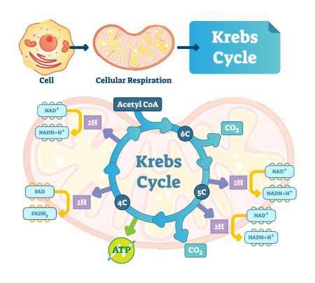 <ul><li><p>Step 3 in cellular respiration; after pyruvate oxidation</p></li><li><p>Occurs in the matrix, or the innermost part of the mitochondria</p></li><li><p>Coenzyme A brings in the 2-carbon acetyl group</p></li><li><p>This is first attached to a 4-carbon molecule</p></li><li><p>In the cycle, both of the 2 carbons from the acetyl are released into 2 1-carbon carbon dioxides</p></li><li><p>In addition, 3 NADH, 1 FADH2, and 1 ATP are produced</p></li><li><p>Because 2 carbons go in and 2 carbons go out, the 4 carbon group doesn’t need to be replaced</p></li></ul><p></p>