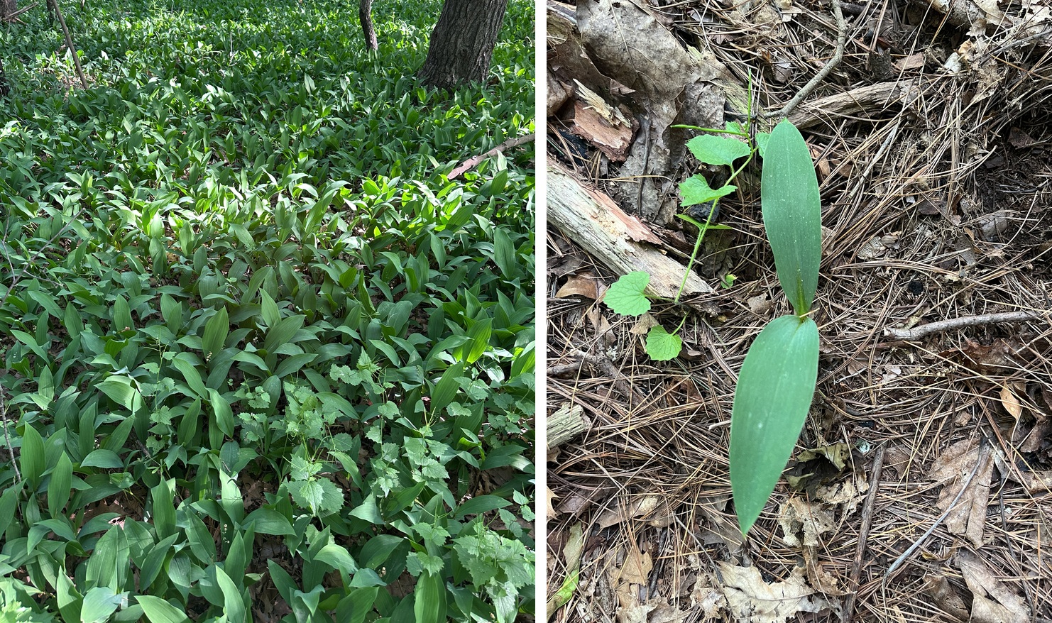 Convallaria majalis (Asparagaceae)