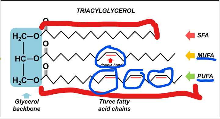 <p>Fatty acids in a triacylglycerol can vary in length and saturation. What does this mean?</p>