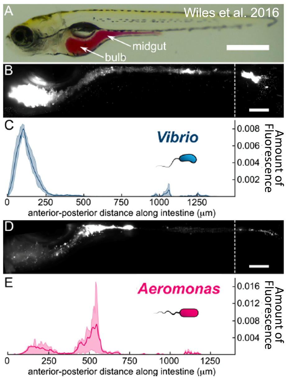 <p>The figure below incorporates data generated to investigate host-microbe interactions. With a fluorescent marker, researchers were able to visualize species specific locations in the Zebrafish gut when colonized either <em>Vibrio</em> or <em>Aeromonas</em>.</p><p>Based on this data, we can estimate the total bacterial populations of <em>Vibrio</em> or <em>Aeromonas </em>based on the level of fluorescence detected in Figures C and E.</p><p>True/False</p><p>Cannot be determined</p>