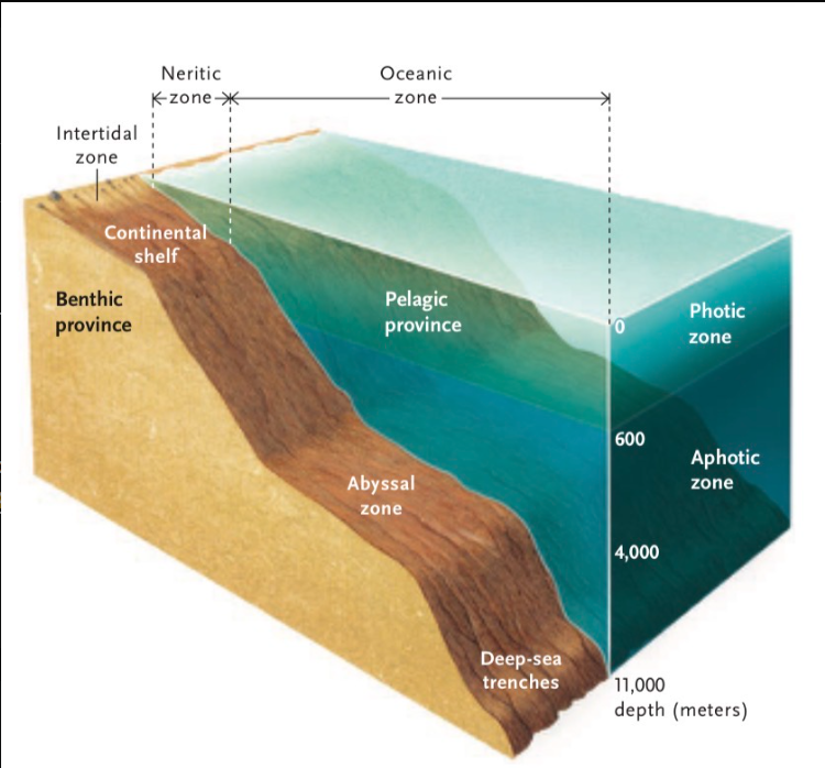 <p>What does the benthic zone province include?</p>