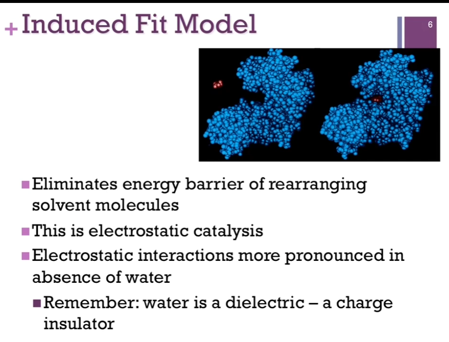 <p>This is referred to as ELECTROSTATIC CATALYSIS. AKA: the <strong>electrostatic interactions are more pronounced in the absence of water. </strong>Want to remember that water has a high dielectric constant; that is, it’s a charged insulator. To carry out the reaction, you have to those electrostatic interactions, you can’t AFFORD to have water present because it will INSULATE those charges and make the reaction less likely to happen => what referred to as electrostatic catalysis.</p><p>Thus, enzymes might also eliminate other substances that might interfere.</p>