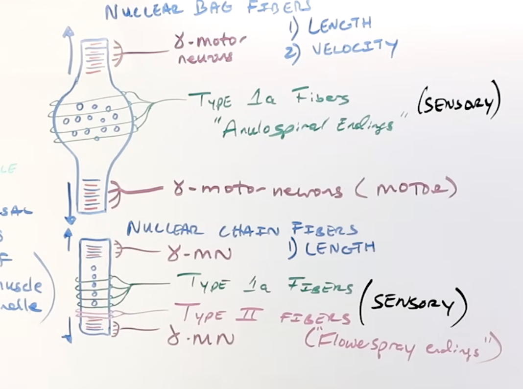 <p>When you stretch a muscle ie. reflex hammer - picked up by Type 1a fibres & activates them</p><p>Nuclear chain fibres have type II fibres which are sensory</p><p>At the end is gamma motor neurons which release ACh which causes the ends to contract which strengthens and lengthens the fiber </p><p>Stimulus is stretch - causes stretch of sensory fibres or 1a fibres and the gamma motor neuron causes the ends of the intrafusual fiber to contract so that the muscle spindle maintains sensitivity to further stretching. </p>