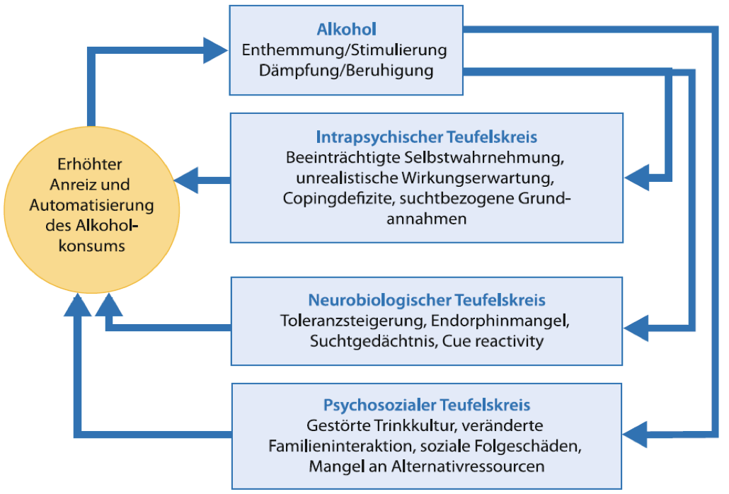 <ul><li><p><strong>Alkoholkonsum:</strong> <br>Kurzfristig Enthemmung, Beruhigung oder Stimulation → wirkt zunächst positiv<br><br></p></li><li><p><strong>Intrapsychischer Teufelskreis (Psyche):</strong> <br>Falsche Erwartungen an Alkohol („hilft mir“), schlechtere Selbstwahrnehmung und fehlende Bewältigungsstrategien → erneutes Trinken<br><br></p></li><li><p><strong>Neurobiologischer Teufelskreis (Gehirn):</strong> <br>Toleranz ↑, Belohnungssystem verändert sich (Gehirn produziert bzw. nutzt körpereigene Glücksstoffe schlechter), Suchtgedächtnis (Alkohol = starke Belohnung) und Reize lösen Craving aus → erneutes Trinken<br><br></p></li><li><p><strong>Psychosozialer Teufelskreis (Umfeld):</strong> <br>Probleme in Familie, Beruf und sozialen Beziehungen sowie fehlende Alternativen → Alkohol wird weiter als Bewältigungsstrategie genutzt, Mangel an Alternativressourcen<br><br></p></li><li><p><strong>Folge:</strong> <br>Alle drei Teufelskreise <strong>verstärken den Anreiz und die Automatisierung des Alkoholkonsums</strong> → die Abhängigkeit bleibt bestehen oder nimmt zu</p></li></ul><p></p>