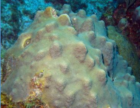<p>What is this massive coral from the Scleractinia order? </p>