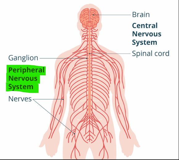<p>What part of the nervous system is responsible for <span>all nerves outside the CNS and carries information to and from the CNS, but does not process it?</span></p>