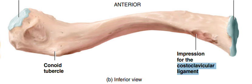 <p>Costoclavicular Ligament</p>
