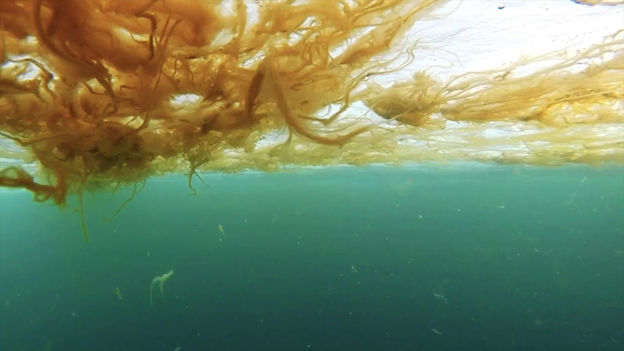 <p>-Ice algae are photosynthetic microalgae living within, on or under sea ice</p><p>-Ice algae provides an early-season food source which supports zooplankton and krill survival</p>