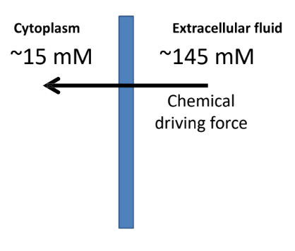 <ul><li><p>pump establishes and maintains an inwardly-directed concentration gradient for Na+</p></li><li><p>therefore, there is an inwardly-directed chemical driving force on Na+</p></li></ul><p></p>