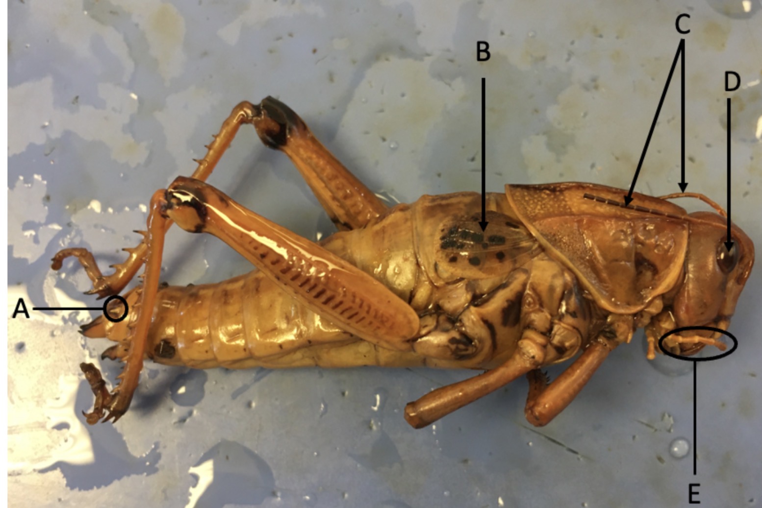 <p>Identify structure E</p>