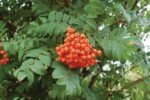 <p>Sorbus sp.</p>