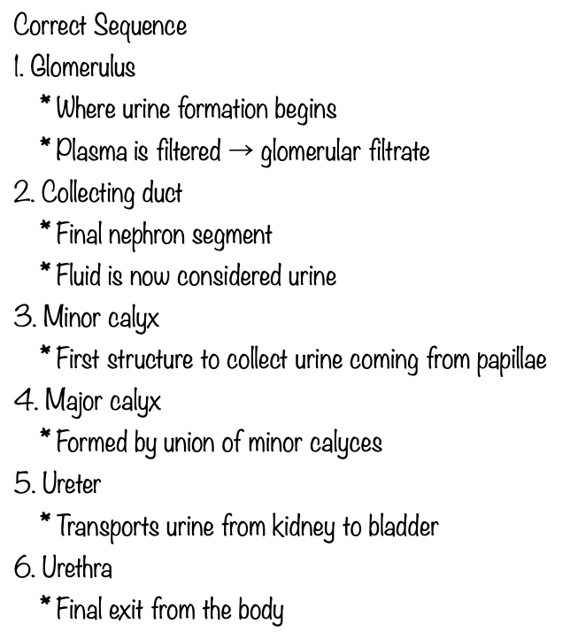 <p>D) 3,6,2,1,5,4</p>