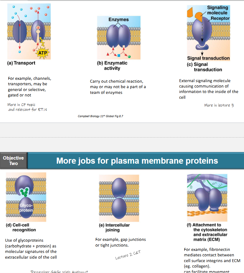 <ul><li><p>transport</p><ul><li><p>e.g. channels, transporters</p></li><li><p>may be general or selective, gated or not</p></li></ul></li><li><p>enzymatic activity</p><ul><li><p>carry out chemical reaction, may or may not be a part of a team of enzymes</p></li></ul></li><li><p>signal transduction</p><ul><li><p>external signaling molecule causing communication of information to the inside of the cell</p></li></ul></li><li><p>cell-cell recognition</p><ul><li><p>use of glycoproteins (carbohydrate + protein) as molecular signature of the extracellular side of the cell</p></li></ul></li><li><p>intercellular joining</p><ul><li><p>e.g. gap junctions or tight junctions</p></li></ul></li><li><p>attachment to the cytoskeleton and extracellular matrix (ECM)</p><ul><li><p>e.g. fibronectin mediates contact between cell surface integrins and ECM (e.g. collagen)</p></li><li><p>can facilitate movement</p></li></ul></li></ul><p></p>