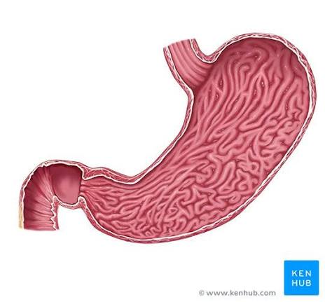 <p>Squiggles</p>
