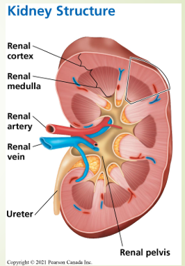 <p>Renal cortex – outer layer of kidney Renal medulla – inner layer of kidney</p><p>Renal artery – brings blood that requires filtration to the cortex and medulla </p><p>Renal vein – takes filtered blood and recovered substances to the rest of the body </p><p>Renal pelvis – collects waste fluid as urine, and carries it out of the kidney (through ureter)</p>